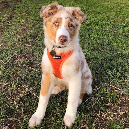Best Pet Supplies Voyager Step-in Air All Weather Mesh Harness and Reflective Dog 5ft Leash Combo with Neoprene Handle, for Small, Medium and Large Breed Puppies - Orange, Large