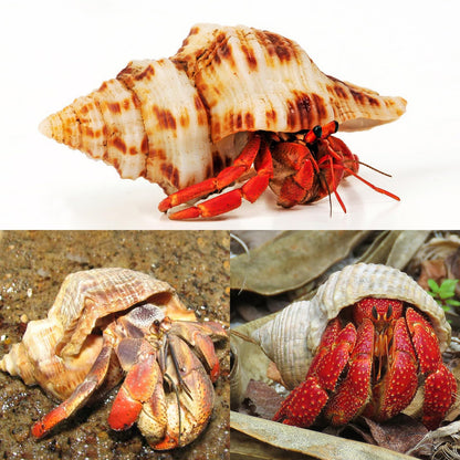WeDoSoy 5PCS Extra Large Hermit Crab Shells | Natural Sea Conch Size 3" - 4.7", Opening Size 1.6" - 2.7" | Turbo Seashells for Hermit Crab Supplies and Beach Decoration Large Sea Shell