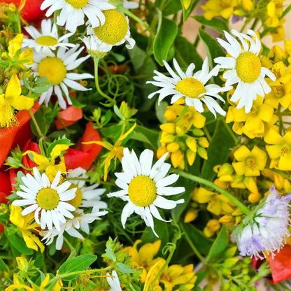 Dry Land Wildflower Mix 1 Lb Seeds – Annual & Perennial Blend – Drought & Heat Tolerant – 19 Varieties – Full Sun – Dryland – Non-GMO – Bulk Wildflower Seed for Arid Zones, Pollinators, & Cut Gardens
