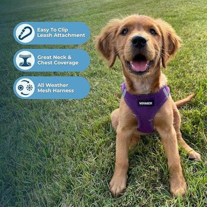 Best Pet Supplies Voyager Step-in Air All Weather Mesh Harness and Reflective Dog 5ft Leash Combo with Neoprene Handle, for Small, Medium and Large Breed Puppies - Purple, Large