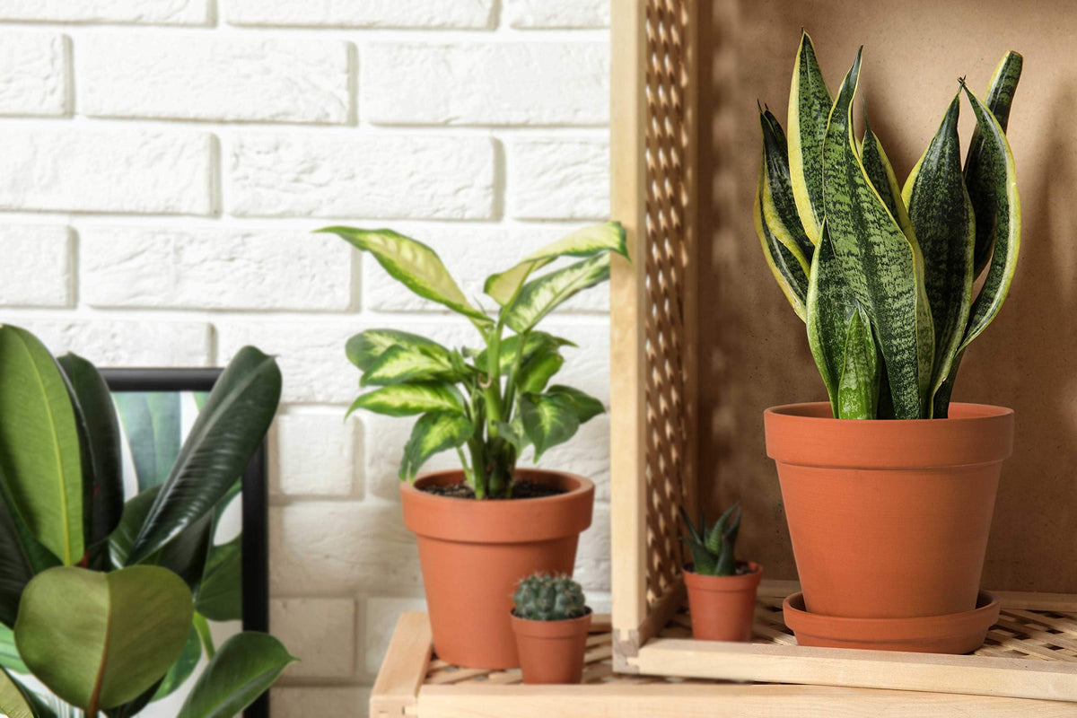 D'vine Dev Pack of 6 Terracotta Pots with Saucers, 4 Inches Terra Cotta Pots with Tray, Clay Pots for Plants & Succulents, Terracotta, 588-A-1-4