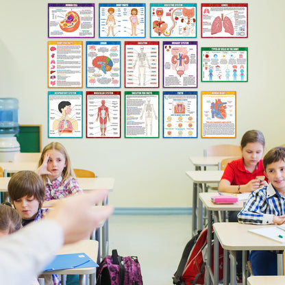 14Pcs Human Anatomy Posters Educational Learn Body Parts physiology study charts Wall Art Print Classroom Decorations for Kids Primary Middle High School Curriculum Homeschool Activity 11 x 14.7 In