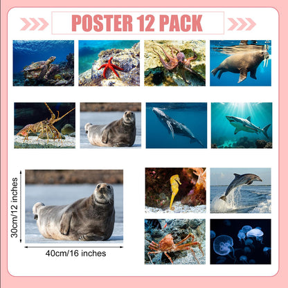 Motiskyy 12 Pcs Diversity Posters for Classroom Preschool Educational Learning Real Pictures for Daycare Home Multicultural Awareness(Ocean Animals)