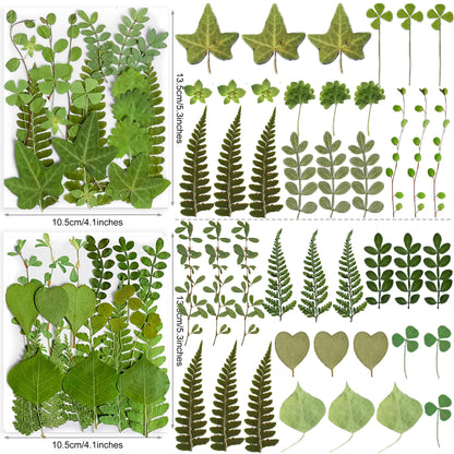 85PCS Real Dried Pressed Leaf Leaves, YouthBro Green Nature Plant Herbarium Set for DIY Jewelry Candle Soap Vase Making Nail Card Scrapbook Art Craft Floral Decors,28 Styles Green Mixed