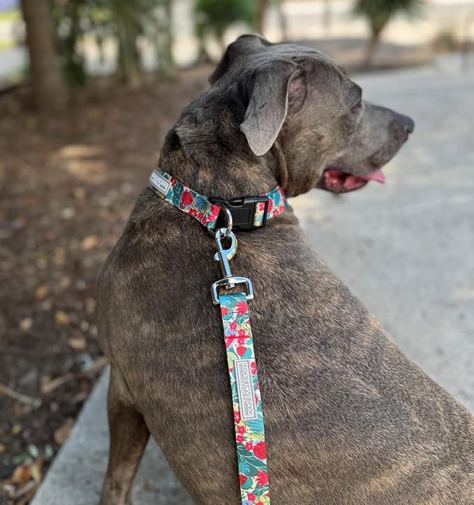 Lucky Love Dog - Easy Click Buckle Dog Collar with Leash Set Combo, Durable & Comfortable for Male & Female Dogs, Pet Collar for Small Dogs, Secure Fit - Ginny Combo, XS