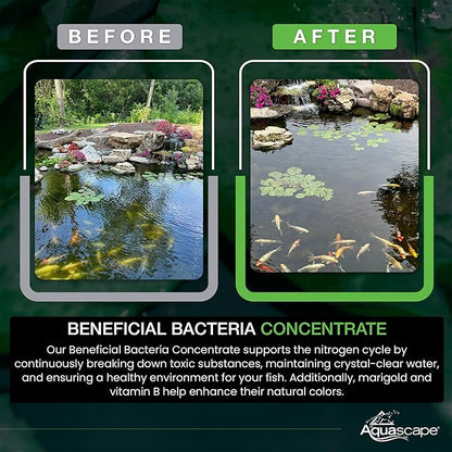 Aquascape Beneficial Bacteria Concentrate for Pond and Water Features, 1.1-Pound, 98949