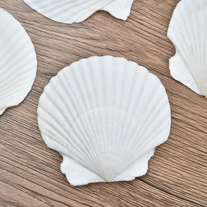 The Left Bridge Scallop Shells Decoupage Kit, DIY Sea Shells with Decoupage Paper, Coastal Home Decor Crafting Kit for Adults, Chinoiserie Style Handmade Shell Craft Ornaments (No Glue and Pigment)
