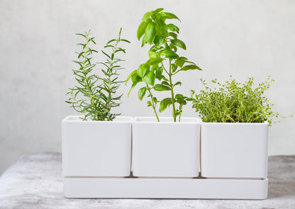 D'vine Dev Herb Garden Planter Set, Plastic Plant Pots with Drainage and Saucer, Indoor Succulent Cactus Vegetable Pot for Windowsill, Garden Balcony, White, Set of 1, 76-V-A-1