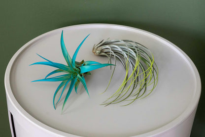Colorful Mini Tillandsia Xerographica Air Plants in Custom Vibrant Tones - (Hawaiian Sunset, Pack of 3)