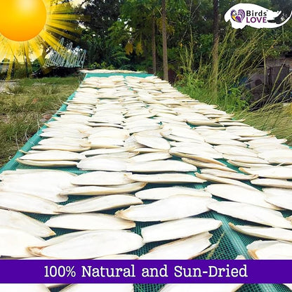 Birds LOVE 3.5-4″ Cuttlebone for Birds – 100% Natural Sun-Dried Calcium & Beak Conditioning Supplement for Parakeets, Budgies, Cockatiels, Finches & Canaries – 2 Pack with Holder – Made in Vietnam