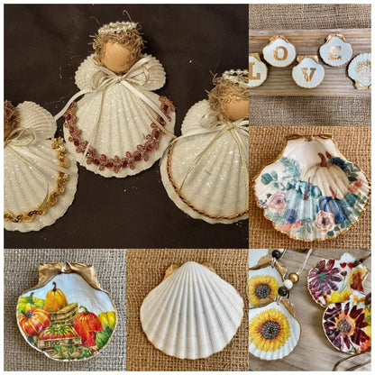 SEAJIAYI 30 PCS Scallop Shells 2-3 Inch Natural White Sea Shells from Sea Beach for DIY Craft Home Décor(6-8 cm)