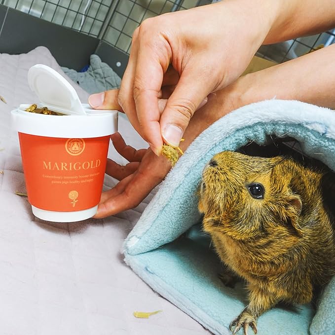GuineaDad Organic Guinea Pig Herbal Treats - Guinea Pig Food with Convenient Packaging - Marigold Flavor - 10 fl. oz - Guinea Pig Treats Help with Bonding - High in Nutrition, Immune Support - Small