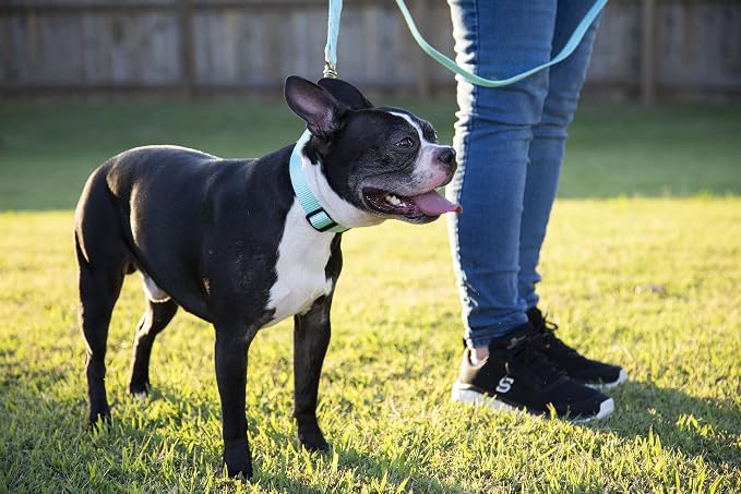 Country Brook Petz - Everyday Nylon Dog Collar and Leash - 10+ Cool Colors (3/4 Inch, Medium, Light Cyan)