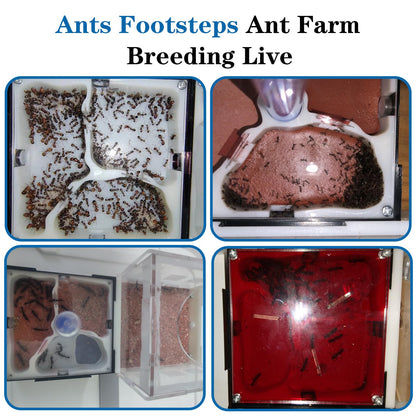 Ants Footsteps Ant Farm Nest Science DIY Terrarium Kit Care for Live Ants Ant Habitat with Water Tower Nurturing Room and Comprehensive Observation