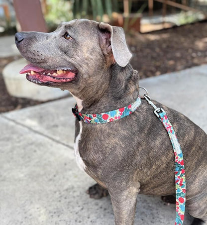 Lucky Love Dog - Adjustable Dog Collar with Easy Click Buckle for Small Ones, Durable, & Comfortable for Male & Female Dogs, Pet Collar for Puppies & Adult Dogs - Ginny, XS