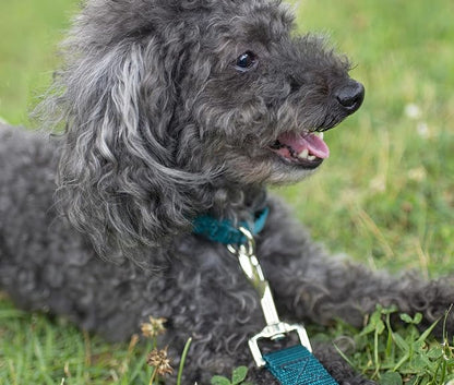 Country Brook Petz - Everyday Nylon Dog Collar and Leash - 10+ Cool Colors (3/8 Inch, 2XS, Teal)