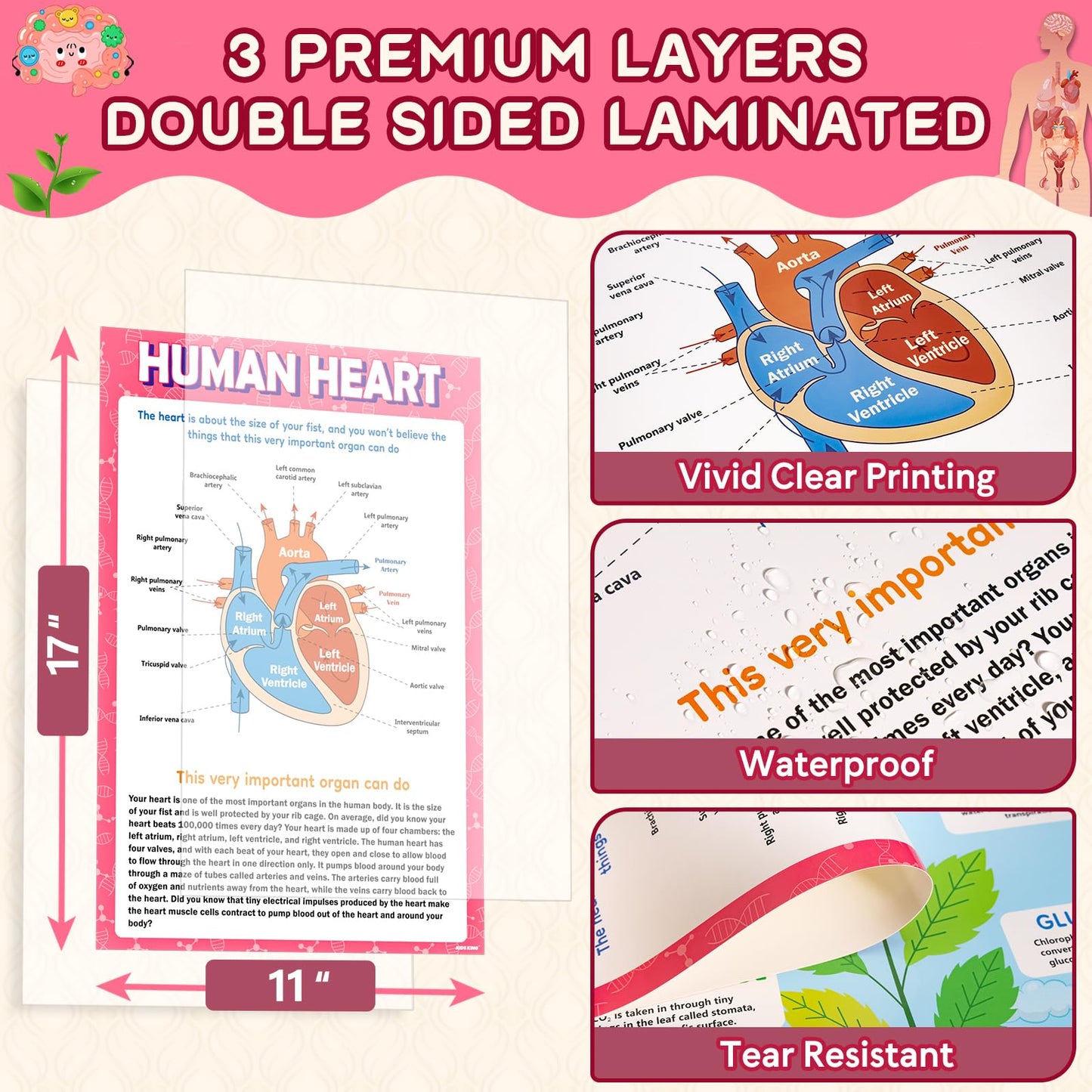 KIDS KING 18 Biology Posters for Classroom, 11x17 Inch Laminated Educational Life Science Posters for Middle & High School Decor - School Hallway, Bulletin Boards, Home Study Room