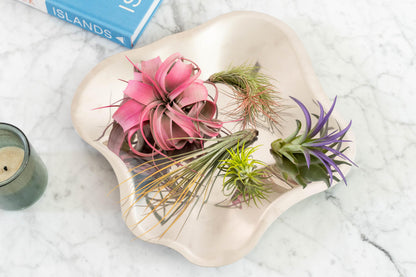 Colorful Mini Tillandsia Xerographica Air Plants in Custom Vibrant Tones - (Frost, Pack of 3)