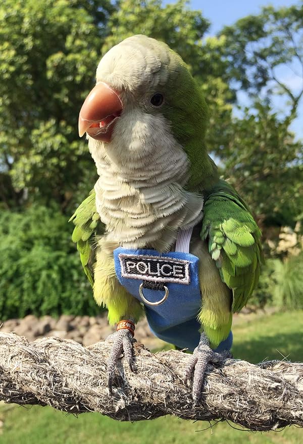 Bird Clothes Parrot Diapers Flight Suits, Reusable Waterproof Diapers for Pet Birds (3XL)