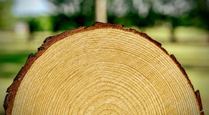 Set of 10 Large Wood Slices (11-13”) – Rustic Wooden Rounds for Wedding Centerpieces, Event Decor, and Table Centerpieces