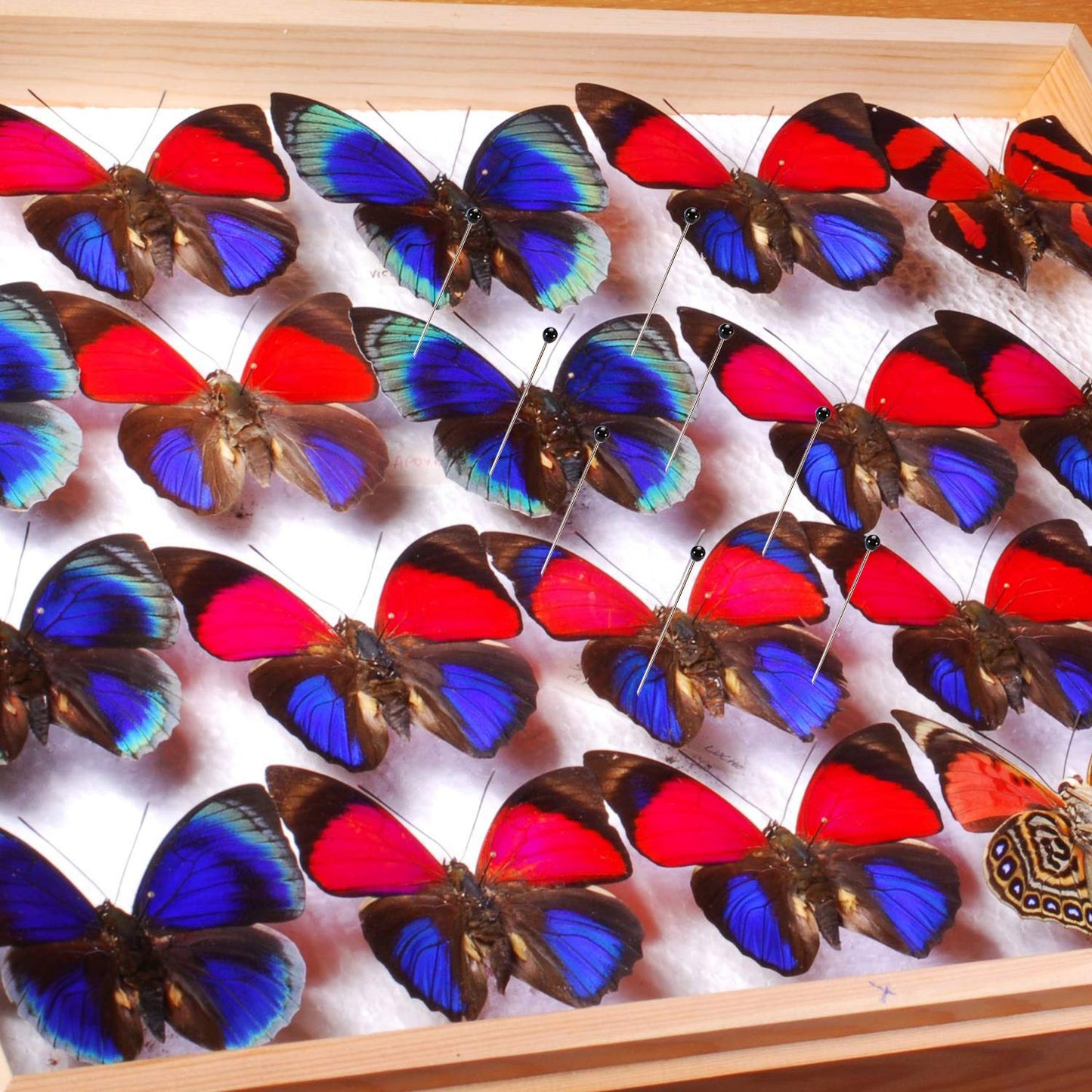 WILLBOND Stainless Steel Insect Pins Kit Specimen Entomology Pins Butterfly Collections Variety Pack for School Entomology Display Butterfly Collectors(500 Pieces,5 Sizes)