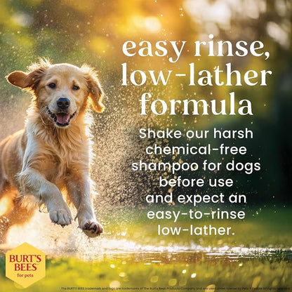 Burt's Bees for Pets Hypoallergenic Dog Shampoo with Shea Butter and Honey, Gentle Fragrance Free Shampoo for Sensitive Dogs with 95% Natural Origin Skin and Coat Formula, 16 Fl Oz - 2 Pack