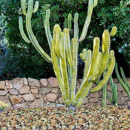 YISZM 5LB Succulent and Cactus Colorful Pebbles, 3/8 Inch Pebbles for Indoor Plants, Natural Decorative Polished River Rocks for Vases, Planters and Outdoor Gardening