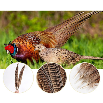 MAOFENG 12pcs Natural Feathers Female Ringneck Pheasant Tails Feathers 8-10inch 20-25cm for Crafts Wedding Party Performance Home DIY Decoration,Female Pheasant Feathers