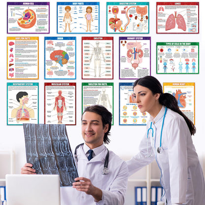 14Pcs Human Anatomy Posters Educational Learn Body Parts physiology study charts Wall Art Print Classroom Decorations for Kids Primary Middle High School Curriculum Homeschool Activity 11 x 14.7 In