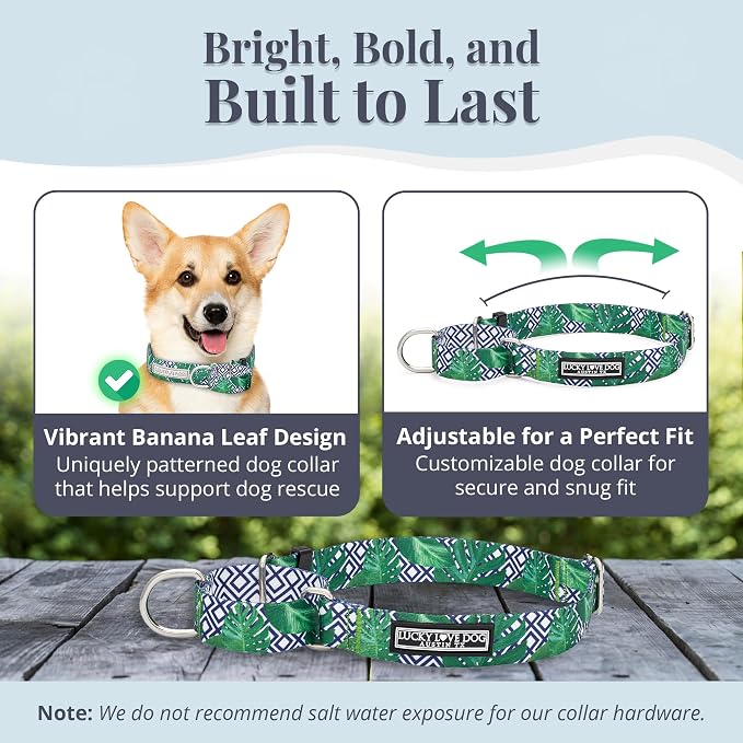 Lucky Love Dog Martingale Collar, Premium No Slip Martingale Collar for Small Boy Dogs, Great for Whippets, Greyhounds, and More (Small, Blue Laguna)