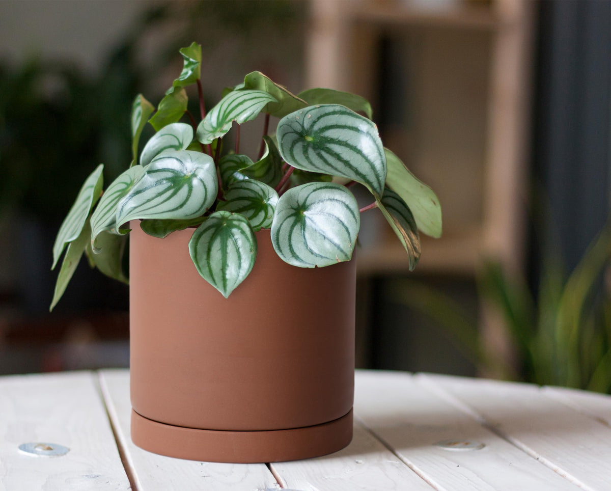 D'vine Dev 6 Inch Rust Terracotta Plant Pot with Drainage Hole and Saucer, Round Cylinder Planter Pot for Indoor Plants, Set of 2, 40-V-C-2