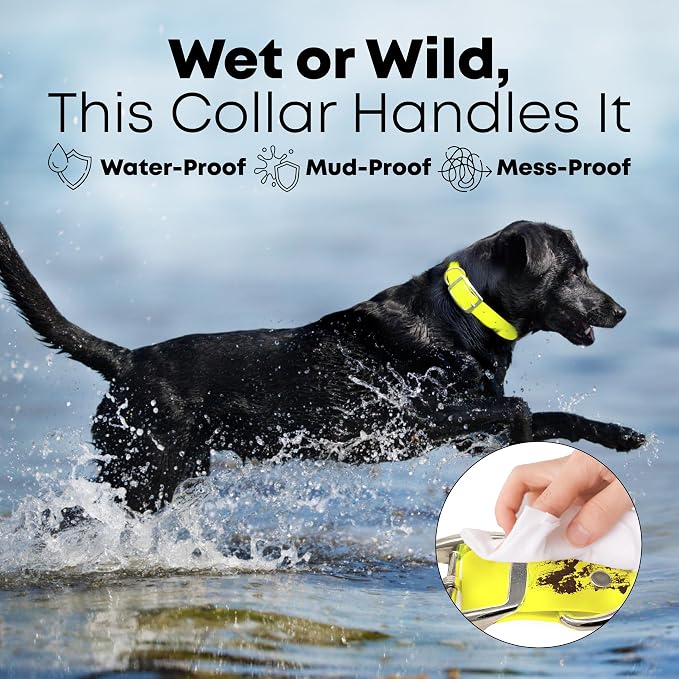 Regal Dog Products Large Yellow Dog Collar with Heavy Duty Double Buckle & D Ring | Vinyl Coated, Custom Fit, Adjustable Biothane Dog Collar Chew Resistant Waterproof Collar for Dogs