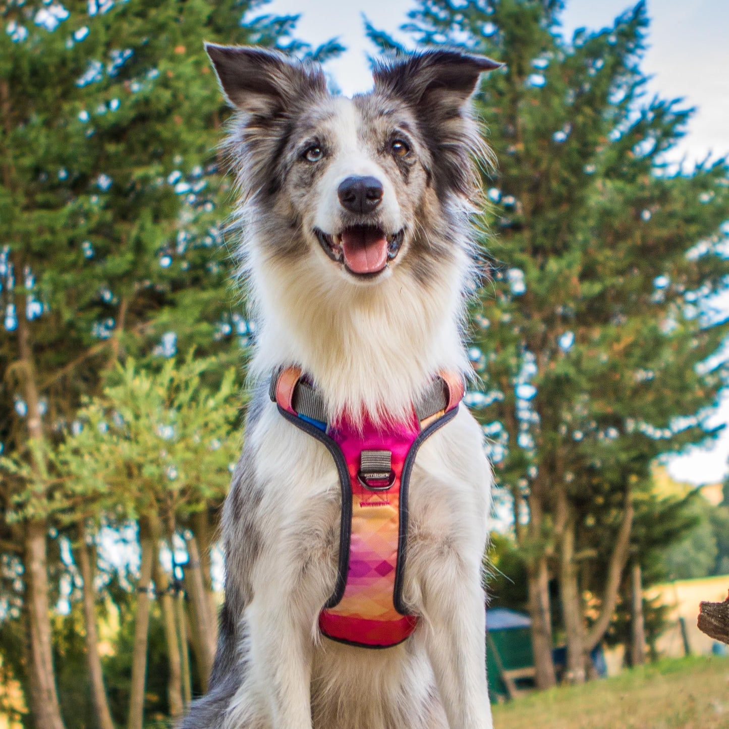Embark Adventure Dog Harness, Reflective Trim No Pull Harness for Medium Sized Dog - Military Grade Nylon, Front Clip with Gel Lined Handle. Soft & Padded Puppy