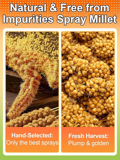 MEWTOGO Spray Millet & Cuttlebone Bird Treats Set - 2lb Hand Selected Golden Millet Treats for Parakeets Cockatiel Lovebirds Canaries Finches, Energy & Calcium Boost