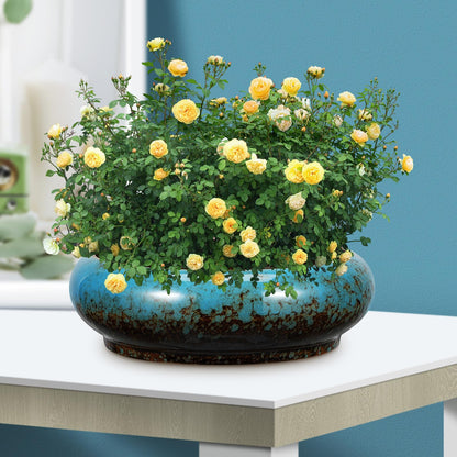 Toddmomy 2pcs Cute Flower Pot with Drainage Ceramic Succulent Planter Bowl Indoor Plant Pot Planter