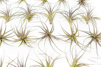 Air Plants The Inca Collection - Live Succulent House Plants - Available in Wholesale and Bulk - Home and Garden Decor - Easy Care Indoor/Outdoor Air Plant (Pack of 3)