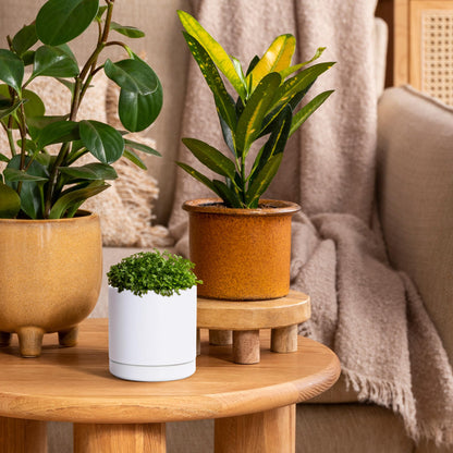 D'vine Dev Set of 3 Plants Pots, 3.5 Inch Ceramic Planter Pot for Plants with Drainage Hole and Saucer, White, 94-N-A-1