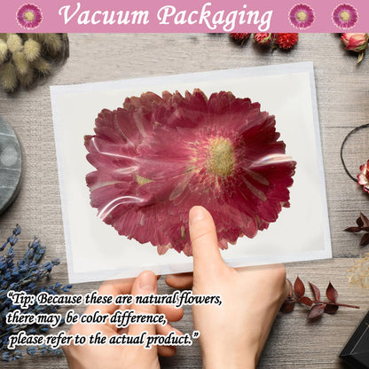 ALJ Rose Red Dried Pressed African Daisy for Resin Crafts Embellishment, Large Size Natural Sunflowers, Barberton Daisy for DIY Jewellery Candle Making Phone Case Home Wedding Decor (3.14-3.54IN)