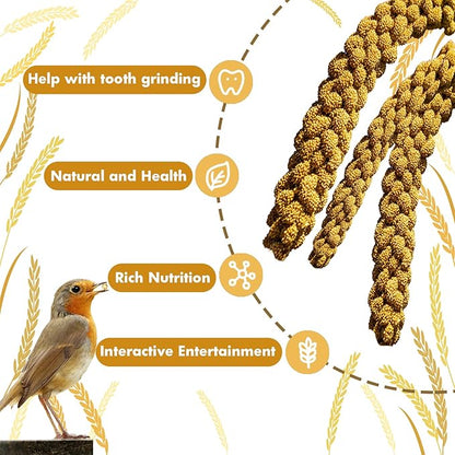 Jmxu's Spray Millet Treat for Birds Parakeets, Natural Sun-Dried Birds Millet for Cockatiel, Budgie, Finches, Parrots, Hamster (2 Pounds)