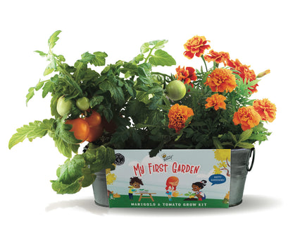 Buzzy Seeds My First Garden Windowsill Grow Kit, Tomato and Marigold Seeds, Indoor Gardening Starter Set for Beginners, Fun DIY Planting Project Gift, New Home Present