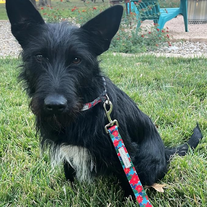 Lucky Love Dog - Easy Click Noel Dog Collar with Leash Set Combo, Durable & Comfortable for Male & Female Dogs, Pet Collar for Large Dogs, Secure Fit - Noel Combo, Large