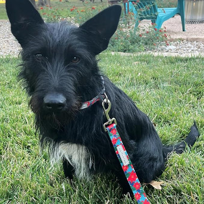 Lucky Love Dog - Adjustable Dog Collar with Easy Click Noel for Small Dogs, Durable, & Comfortable for Male & Female Dogs, Pet Collar for Puppies & Adult Dogs - Noel, Small