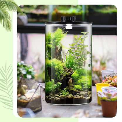 Maxdot Glass Plant Terrarium Kit with Light for Succulent, Moss, Miniature Gardening Landscape, Betta Fish Tank, Office Home Decoration, Plant Lovers Gifts(9.8 x 5.9 Inch)
