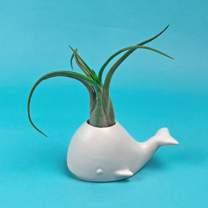 Fred Genuine Fancy Ceramic Mini Air Plant/Succulent Holder, Regular, Whale