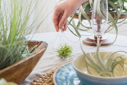Air Plant Shop 5 Pack Tough Stuff Collection of Tillandsia Air Plants- Wholesale and Bulk - Succulents - Live Tillandsia - Easy Care Indoor and Outdoor House Plants