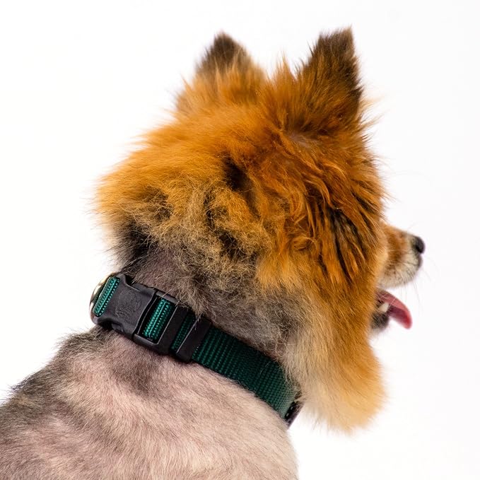 Country Brook Petz - Deluxe Nylon Dog Collar and Leash - 10+ Cool Colors (3/4 Inch, Small, Green)