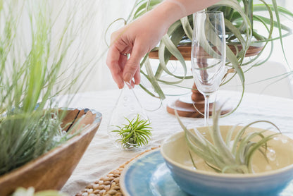 Large Air Plants Ionantha Victoriana 4 to 6 inch - Available in Wholesale and Bulk - Live Succulent House Plants - Home and Garden Decor - Easy Care Indoor and Outdoor Plants (Pack of 1)