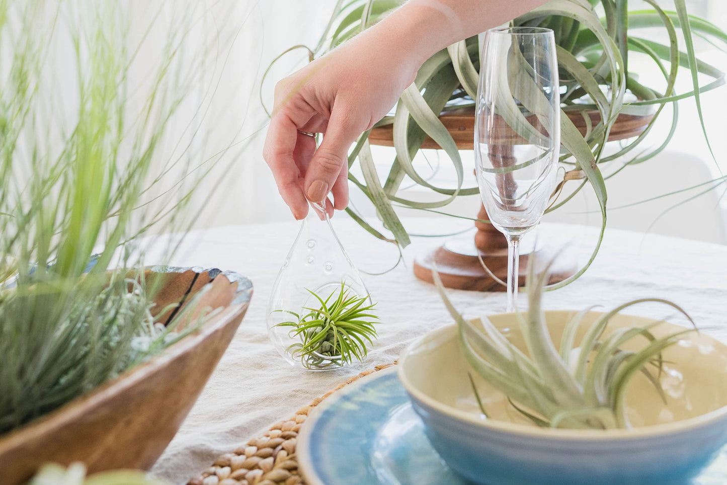 12 Pack Large Air Plant Baileyi 6 to 8 Inches - Available in Wholesale and Bulk - Live Succulent House Plants - Home and Garden Decor - Easy Care Indoor and Outdoor Plants