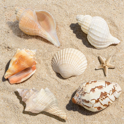5PCS Medium and Large Hermit Crab Shells| Natural Sea Conch Size 2.8" - 4.5", Opening Size 1.6" - 2.7" | Turbo Seashells for Hermit Crab Supplies and Beach Decoration