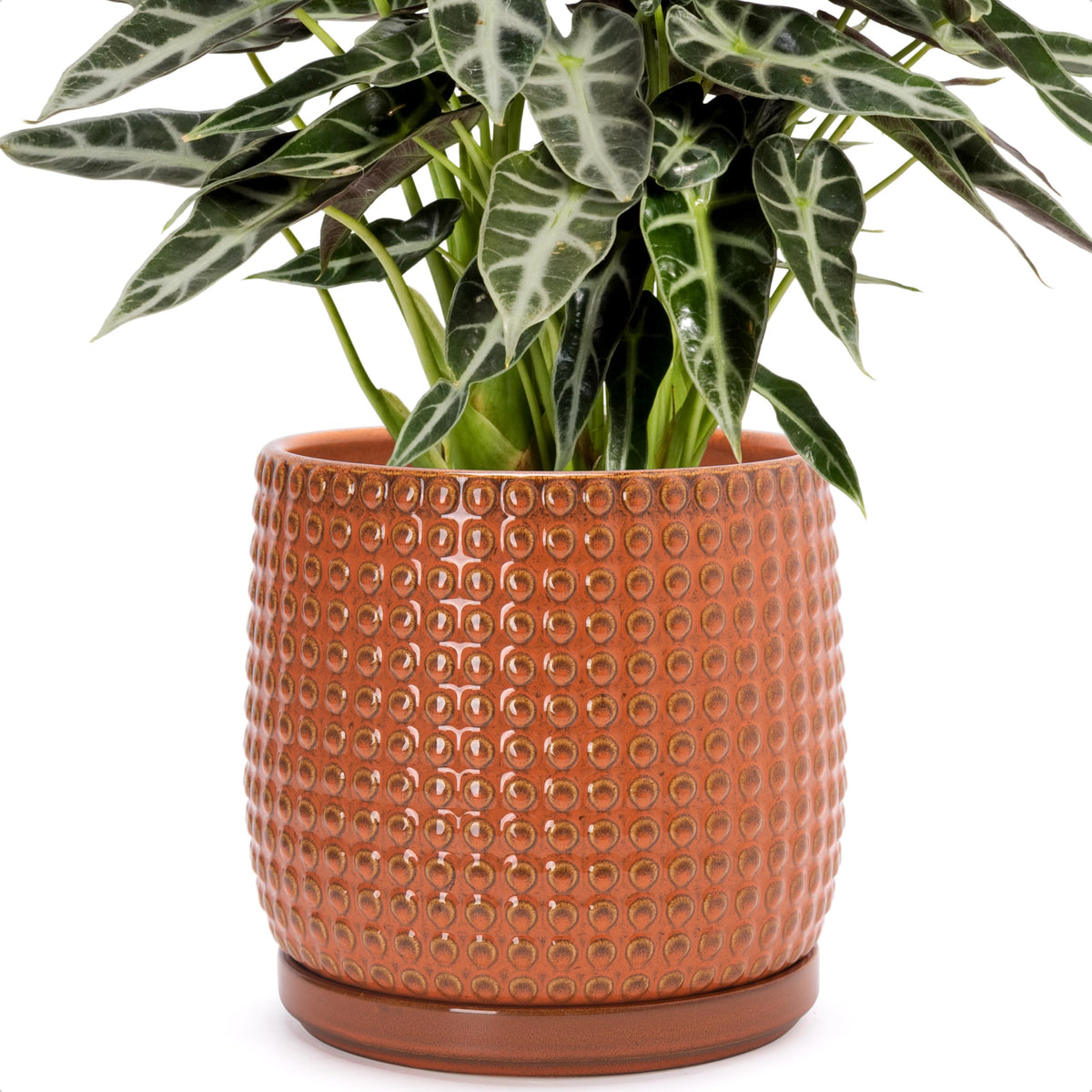 D'vine Dev 8 Inch Ceramic Beaded Stoneware Planter Pot - Flower Pot with Drainage Holes and Saucers for Indoor Succulent Plants or Flowers, Pumpkin, 27-C-Q-J